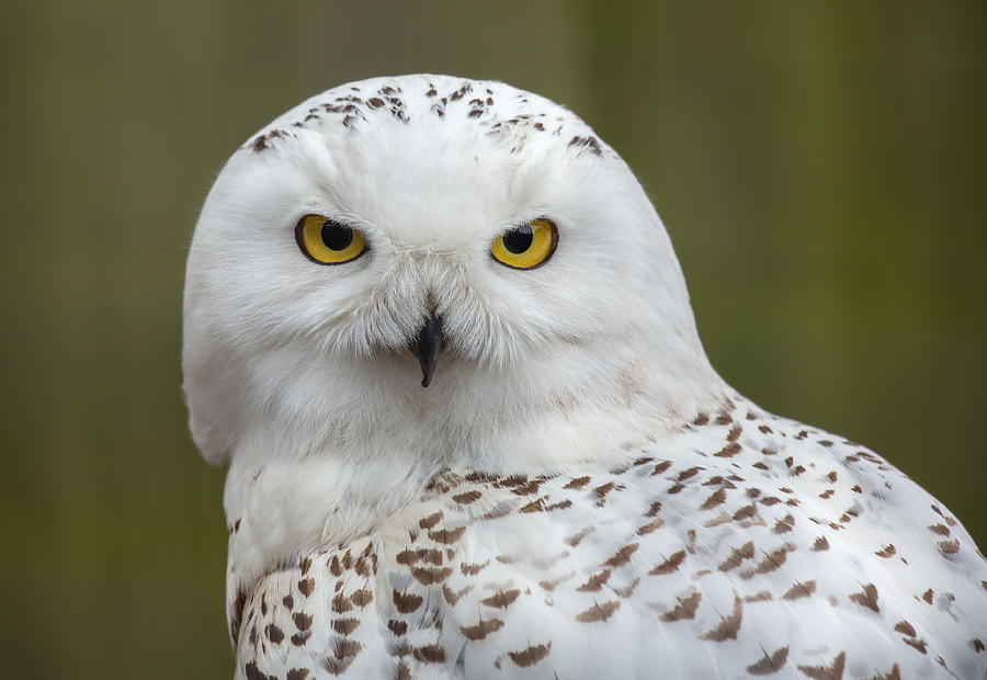 Snowy Owl Photograph by Dale Kincaid