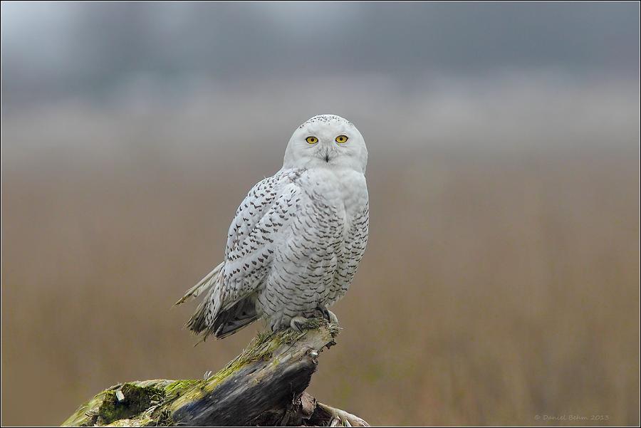 Snowy Owl  Photograph by Daniel Behm