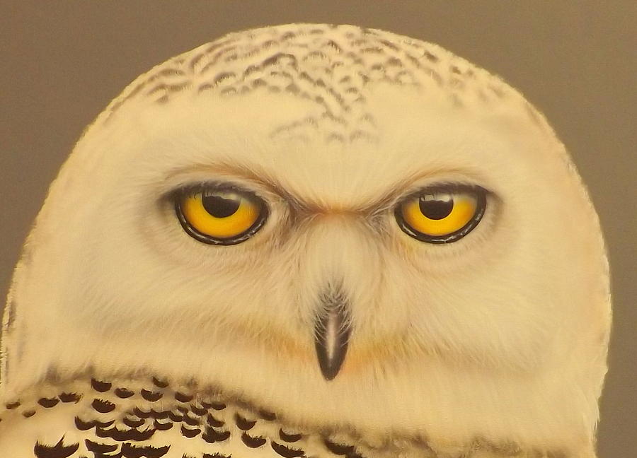 Snowy Owl Painting by Darren Robinson