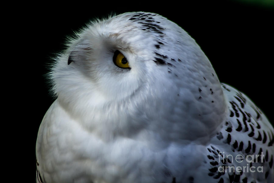 Snowy Owl Photograph by David Rucker