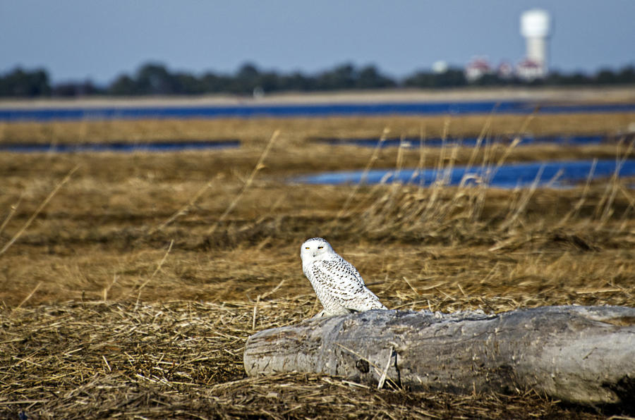 Snowy Owl Photograph by Donna Doherty