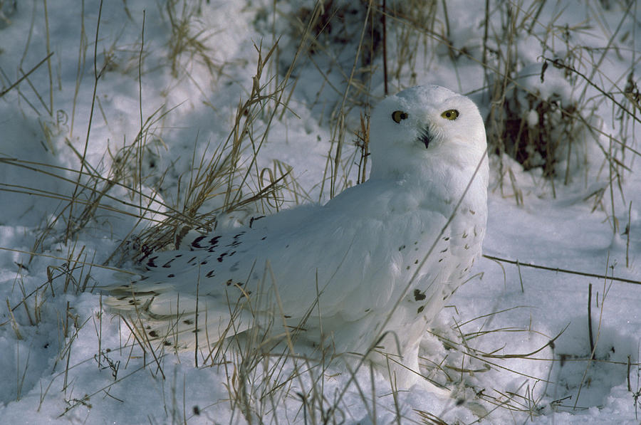 Snowy Owl Photograph by E. R. Degginger