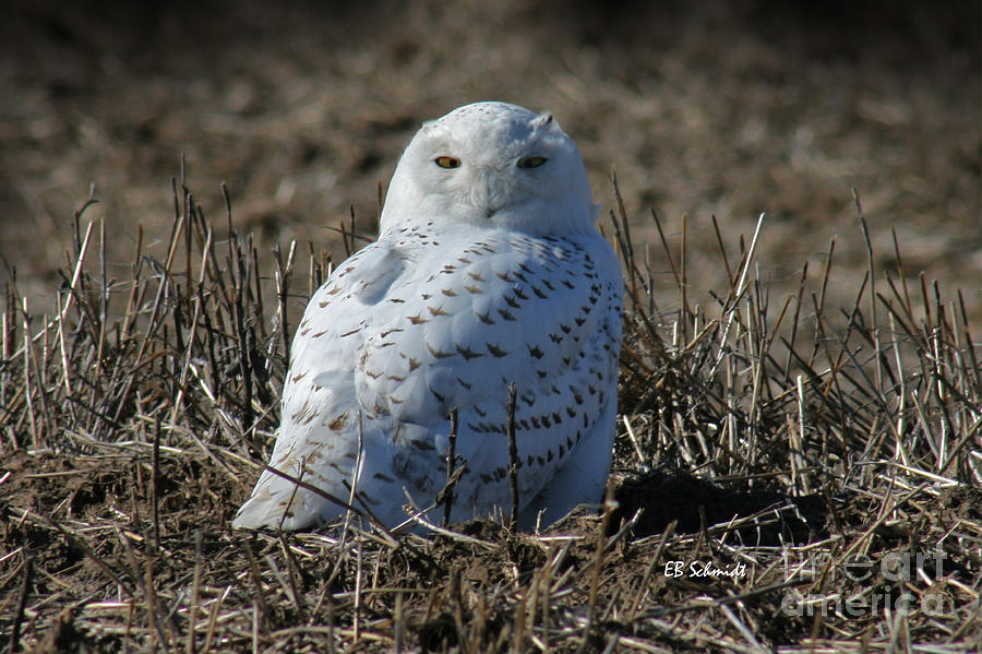 Snowy Owl Photograph by E B Schmidt