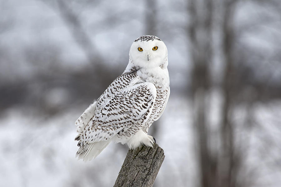Owl Photograph - Snowy Owl by Eunice Gibb
