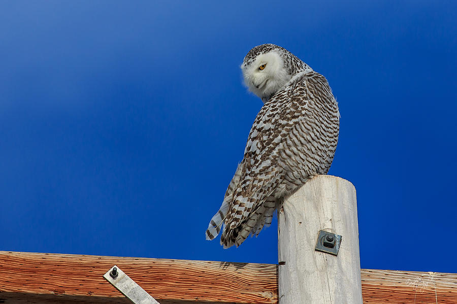 Owl Photograph - Snowy Owl by Everet Regal