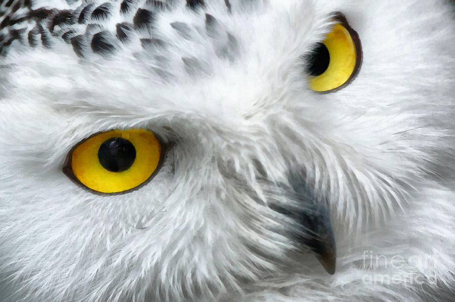 Yellow Painting - Snowy owl eyes by Vincent Monozlay