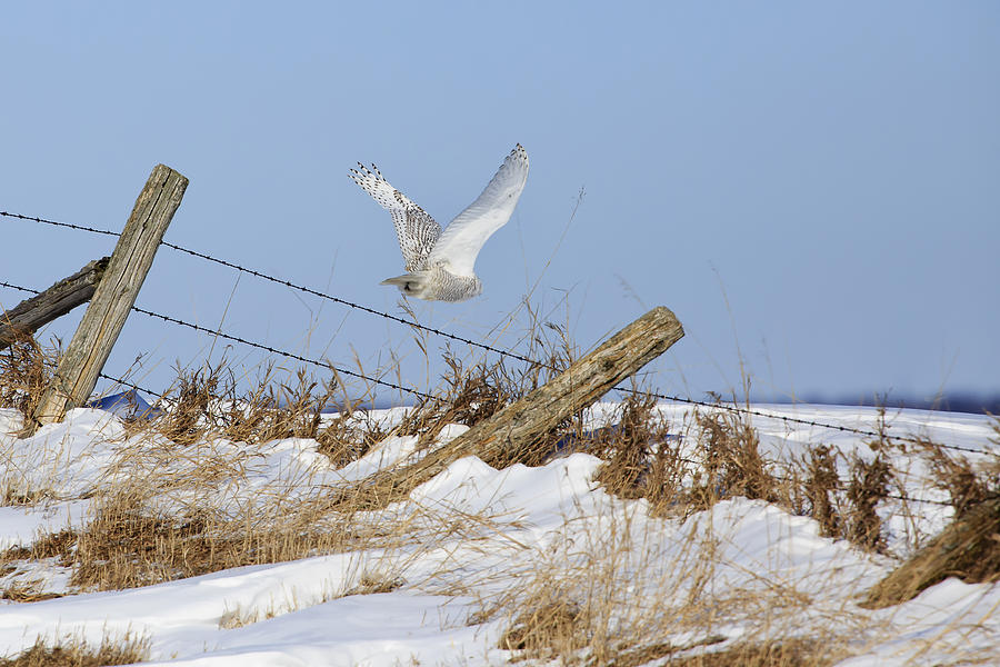 Snowy Owl Flight Photograph by Gary Hall