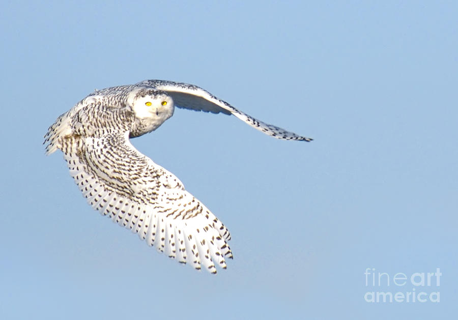 Bird Photograph - Snowy Owl Flying by Jim Block