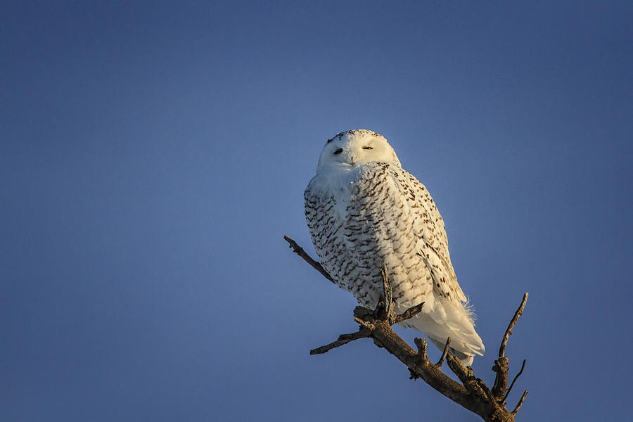 Snowy Owl Photograph by Gary Hall