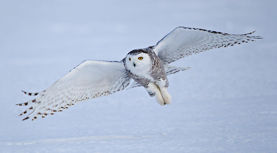 Snowy Owl Glide Digital Art by William Norton - Fine Art America