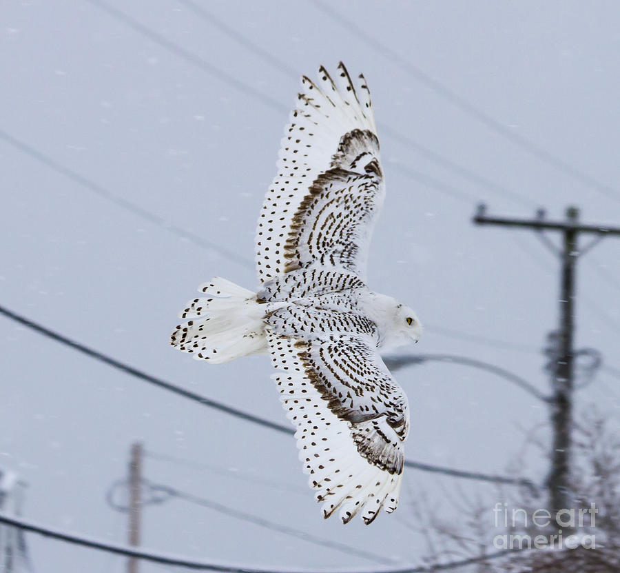 Owl Photograph - Snowy Owl Glides Into Town by Shane Borelli