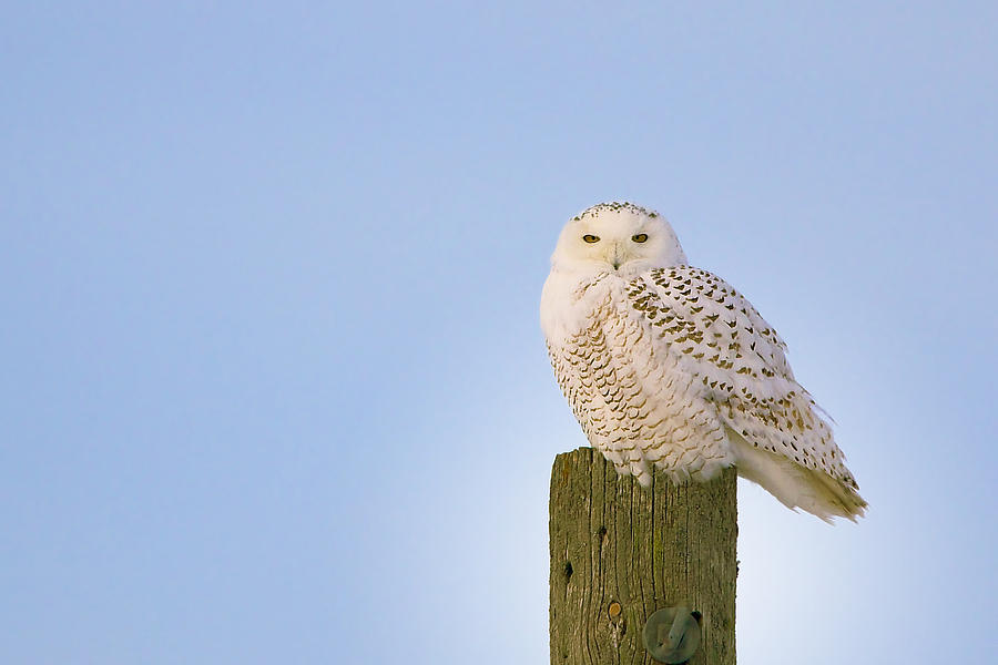 Snowy Owl - Harfang des neiges - Bubo scandiacus Photograph by Nature and Wildlife Photography