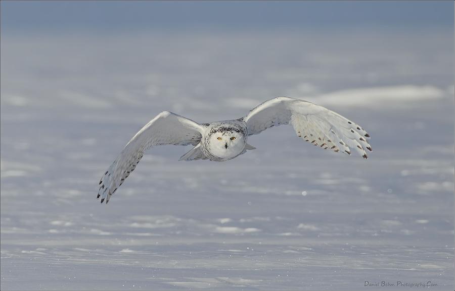 Snowy Owl Head on Photograph by Daniel Behm