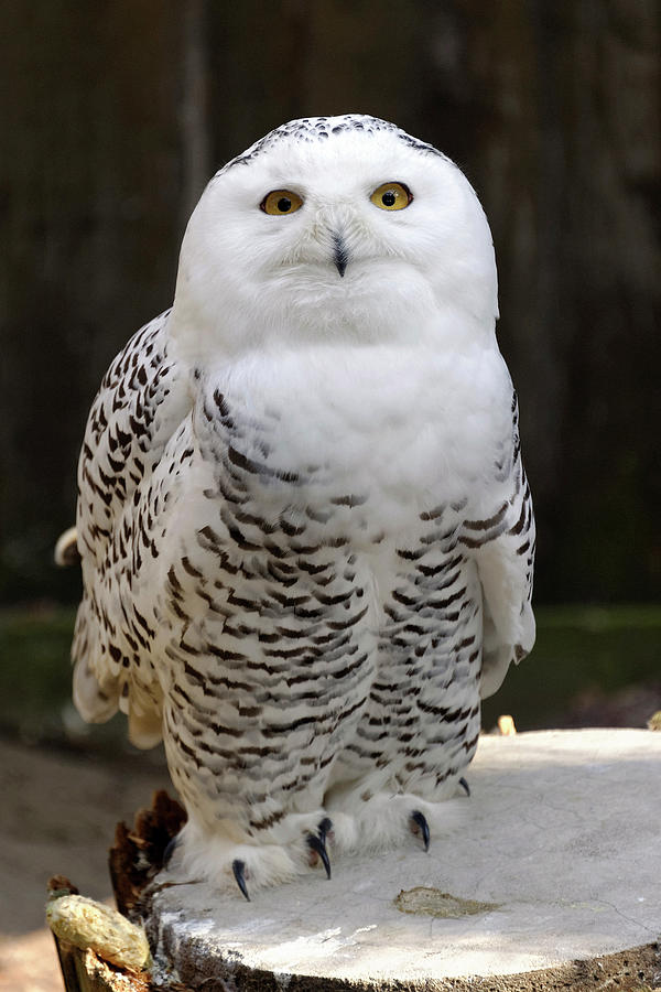 Owl Photograph - Snowy Owl by Heiti Paves