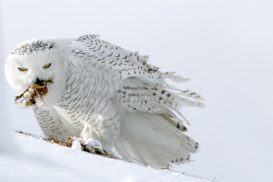 Snowy Owl Hunting Photograph by Sharon Fiedler - Fine Art America