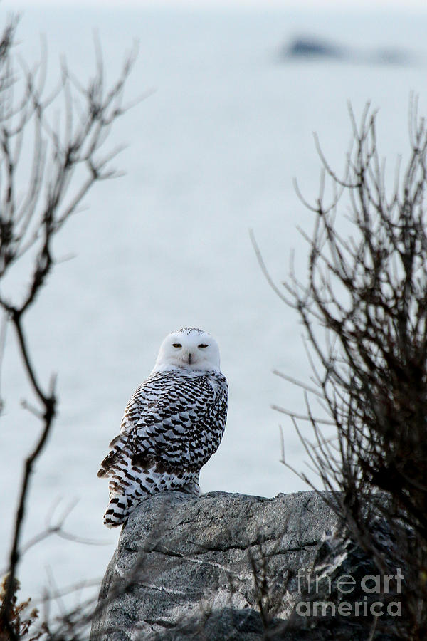 Snowy Owl II Photograph by Butch Lombardi