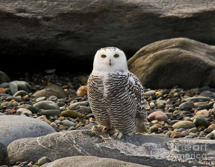 Snowy Owl III Photograph by Butch Lombardi