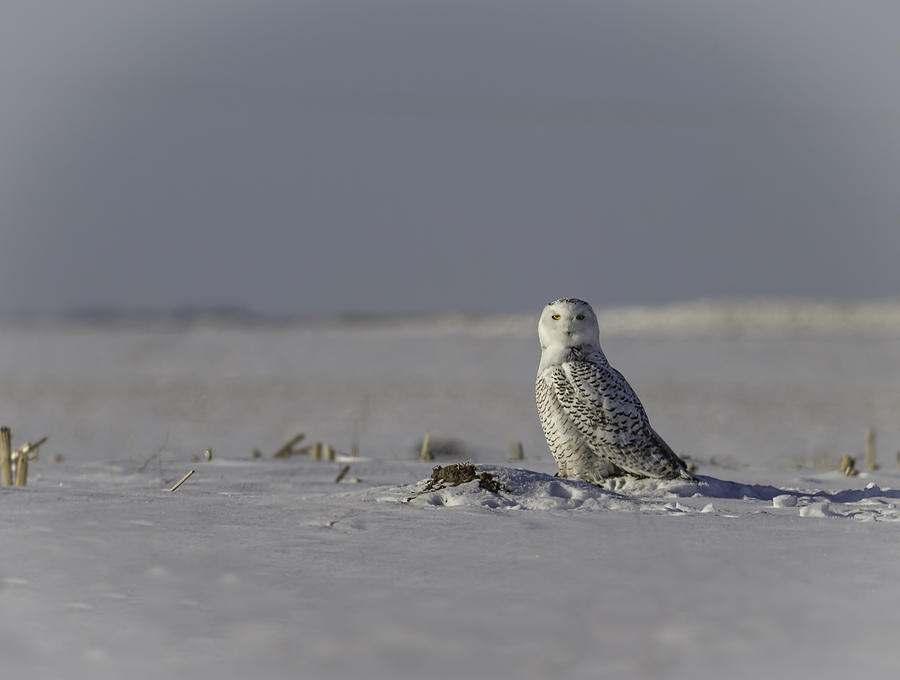 Snowy Owl In A Snow Covered Field Photograph by Thomas Young