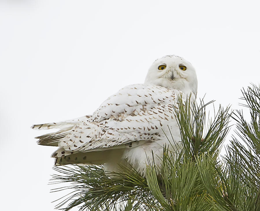 Snowy Owl In A Tree Photograph by John Vose