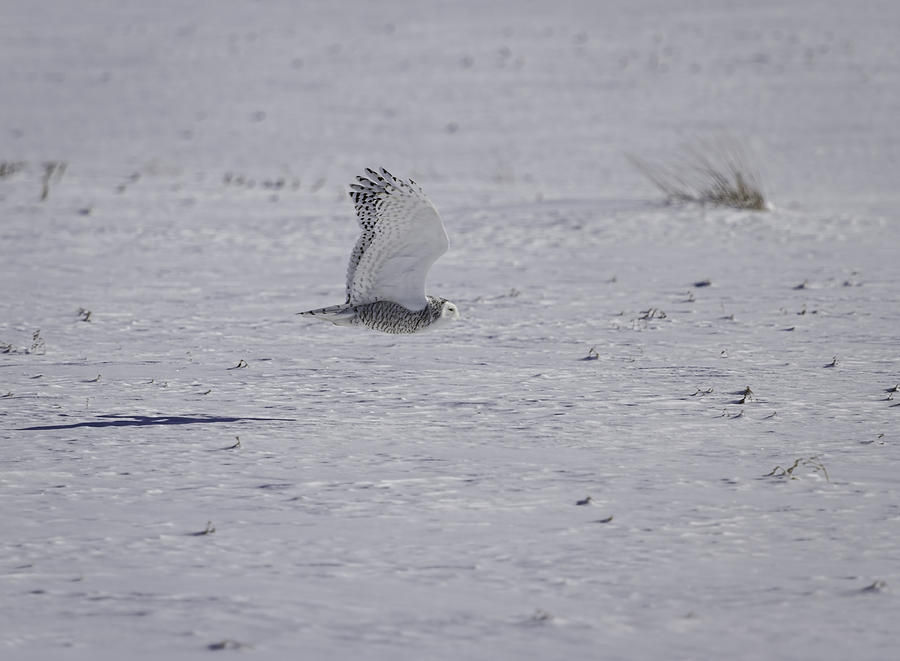 Snowy Owl In Flight 2 Photograph by Thomas Young