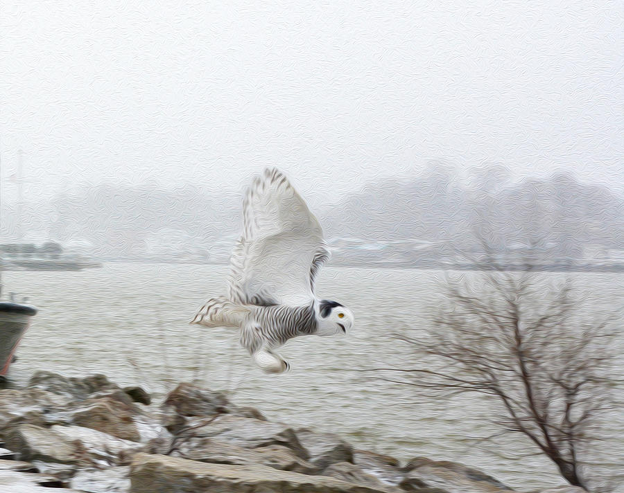 Snowy Owl in Flight 2 Photograph by Tracy Winter
