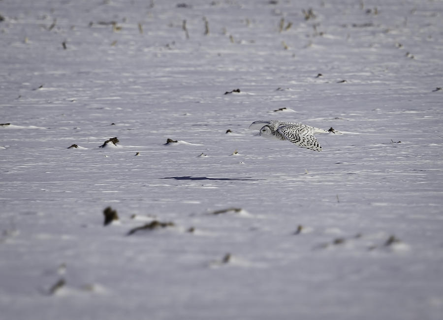 Snowy Owl In Flight 3 Photograph by Thomas Young