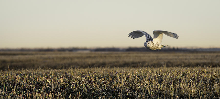 Snowy Owl in Flight Photograph by Bill Cubitt