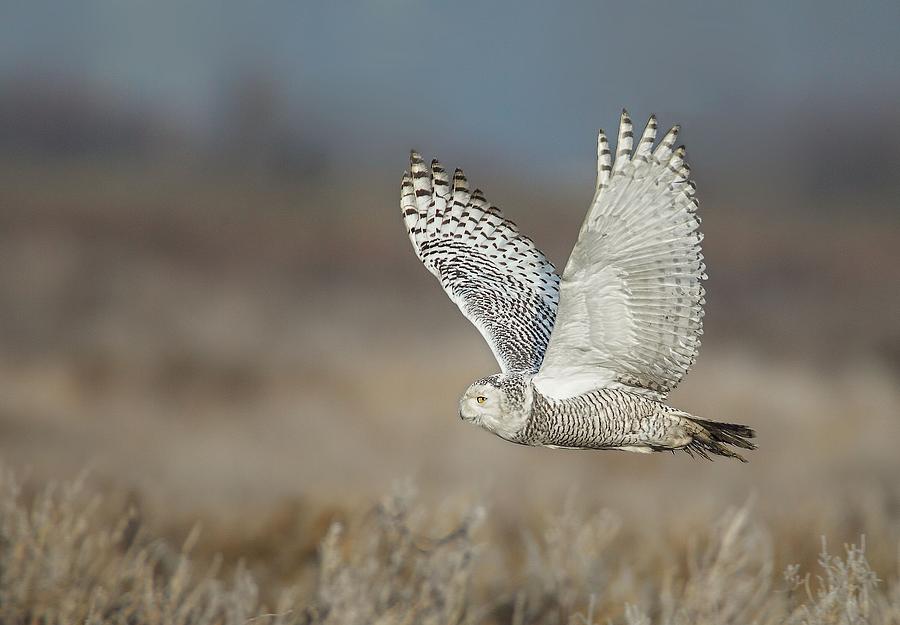 Snowy Owl in flight Photograph by Daniel Behm
