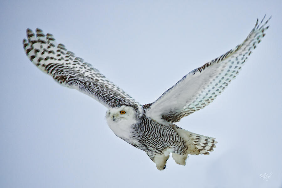 Snowy Owl in flight Photograph by Everet Regal