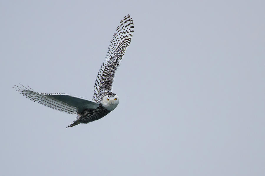Snowy Owl in Flight Photograph by Gary Hall