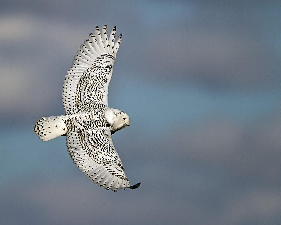 Owl Photograph - Snowy Owl in Flight by John Vose