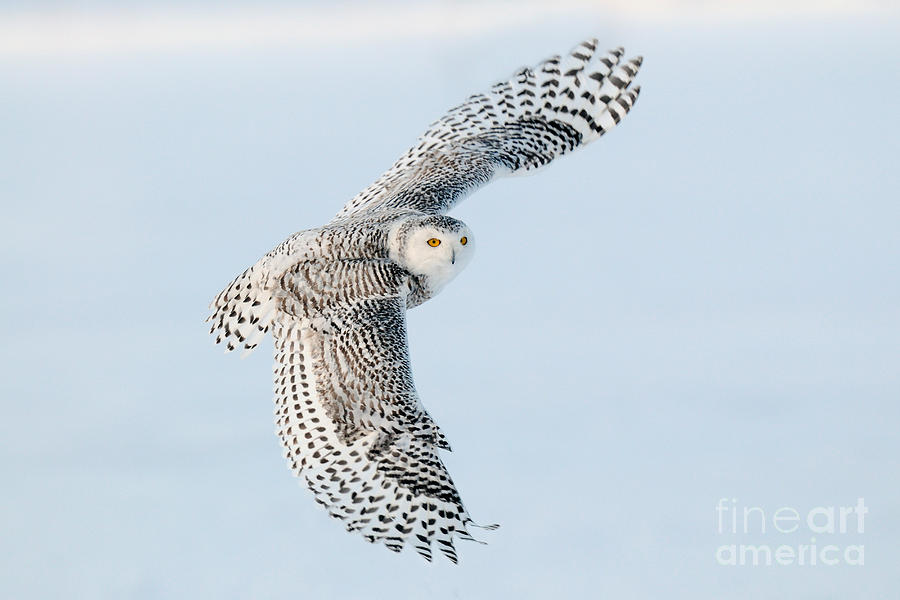 Snowy Owl In Flight Photograph by Scott Linstead
