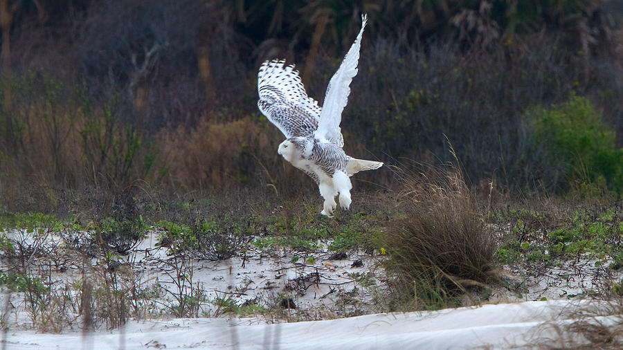 Snowy Owl In Florida 10 Photograph by David Beebe