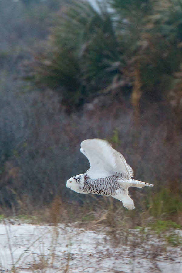 Snowy Owl In Florida 11 Photograph by David Beebe