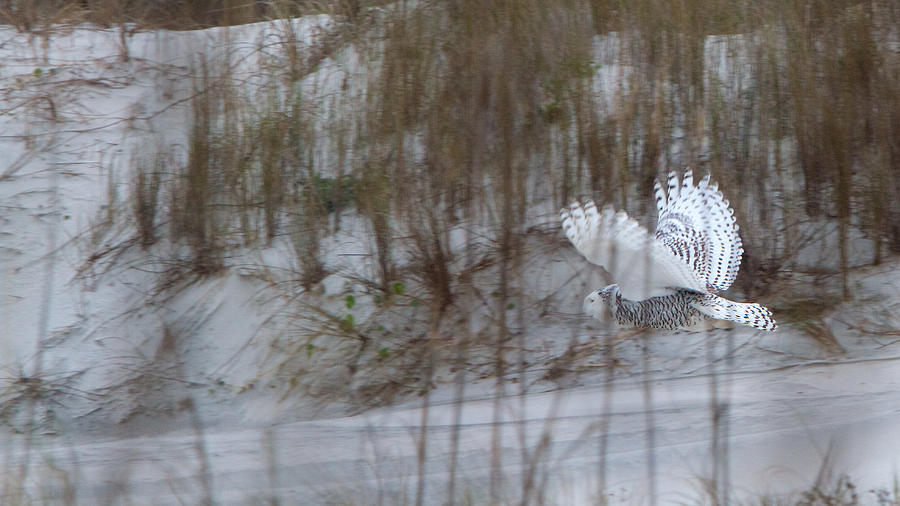 Snowy Owl In Florida 12 Photograph by David Beebe