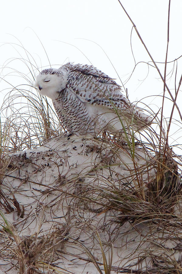 Snowy Owl In Florida 13 Photograph by David Beebe