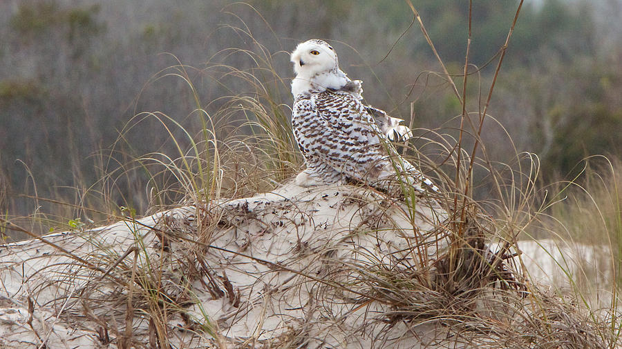 Snowy Owl In Florida 14 Photograph by David Beebe