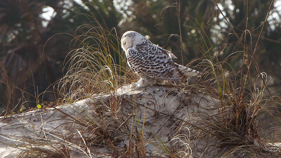 Snowy Owl In Florida 15 Photograph by David Beebe