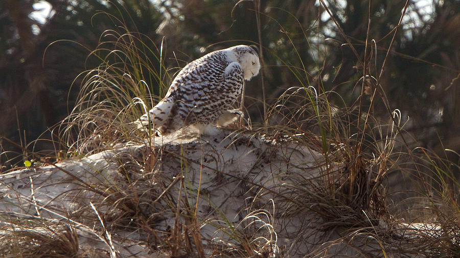 Snowy Owl In Florida 16 Photograph by David Beebe