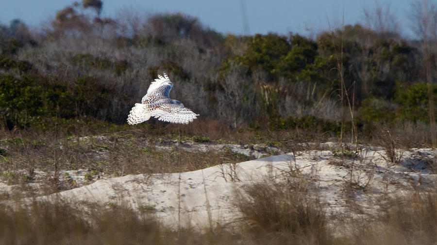 Snowy Owl Photograph - Snowy Owl In Florida 18 by David Beebe