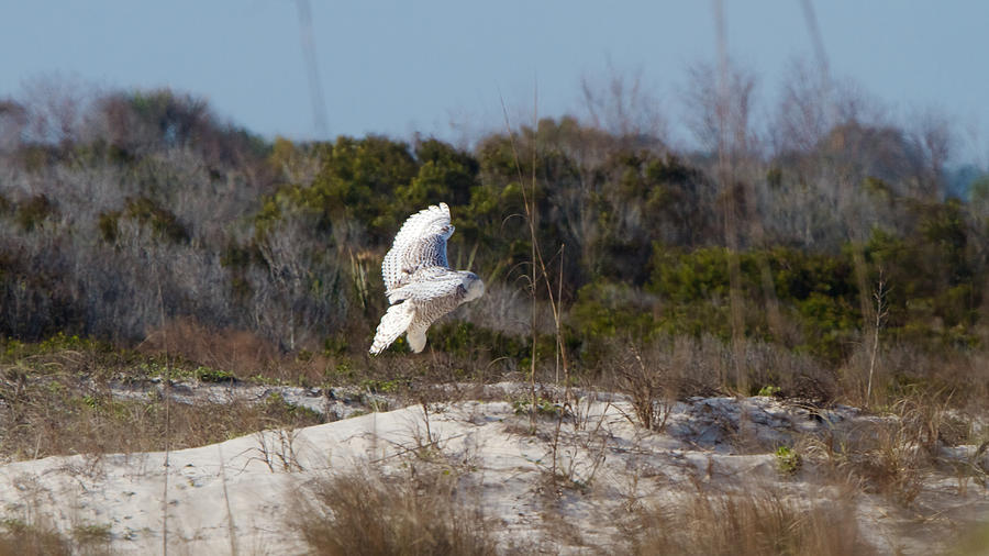 Snowy Owl In Florida 19 Photograph by David Beebe