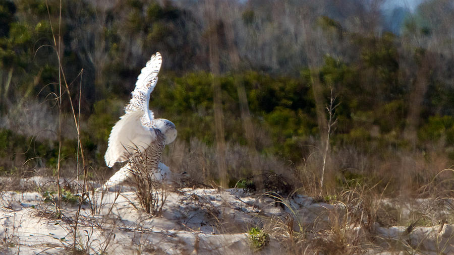Snowy Owl In Florida 20 Photograph by David Beebe