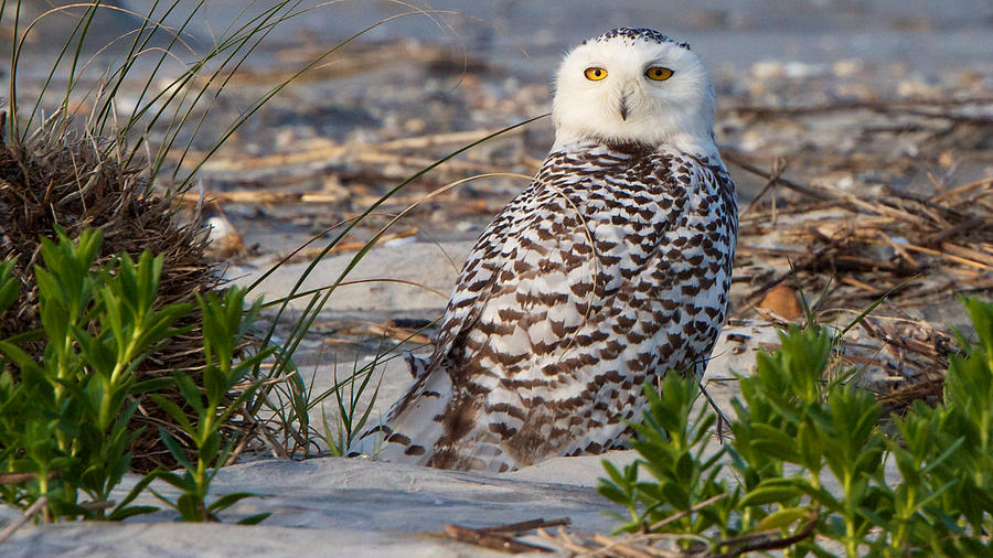 Snowy Owl In Florida 24 Photograph by David Beebe