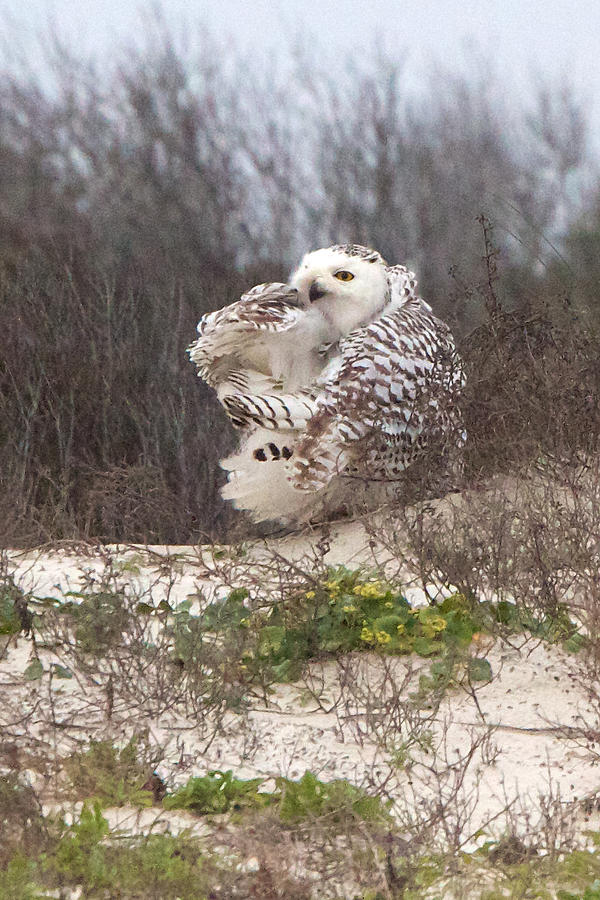 Snowy Owl In Florida 4 Photograph by David and Patricia Beebe