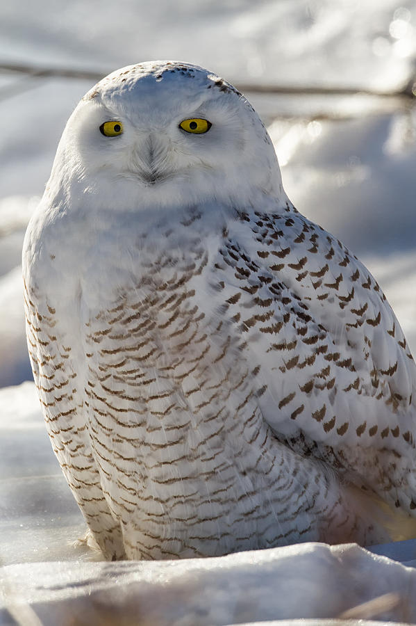 Snowy Owl in for a close up Photograph by Mark Andrews - Fine Art America