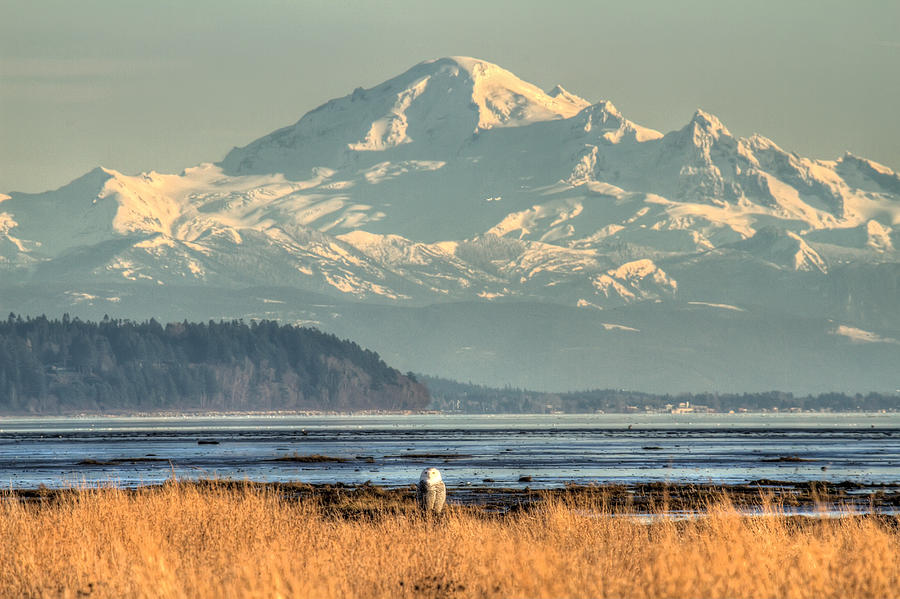 Snowy Owl in front of Mount Baker Photograph by Pierre Leclerc Photography