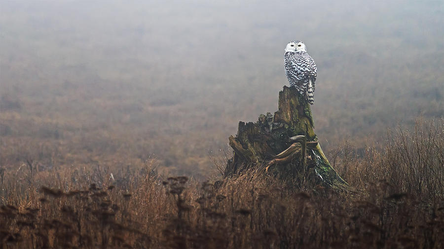 Snowy Owl in Ice fog Photograph by Terry Dadswell