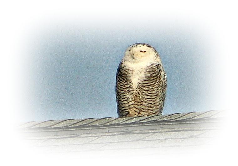 Snowy Owl In New Hampshire Photograph by Barbara S Nickerson