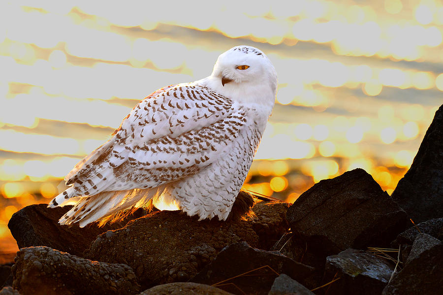 Snowy Owl in Setting Sun Photograph by William Jobes
