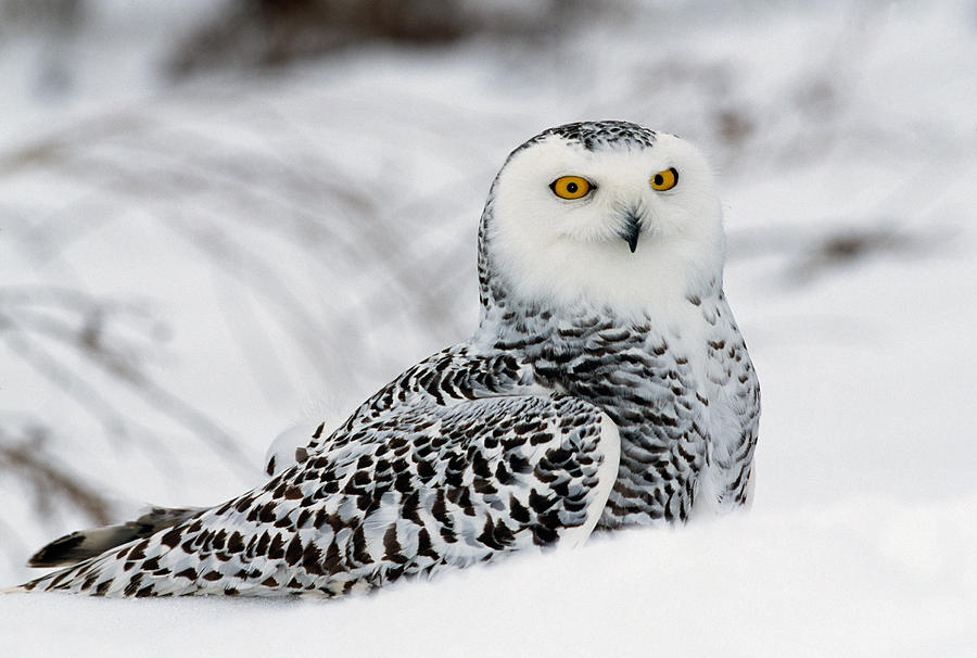 Nature Photograph - Snowy Owl In Snow, Michigan, Usa by Panoramic Images